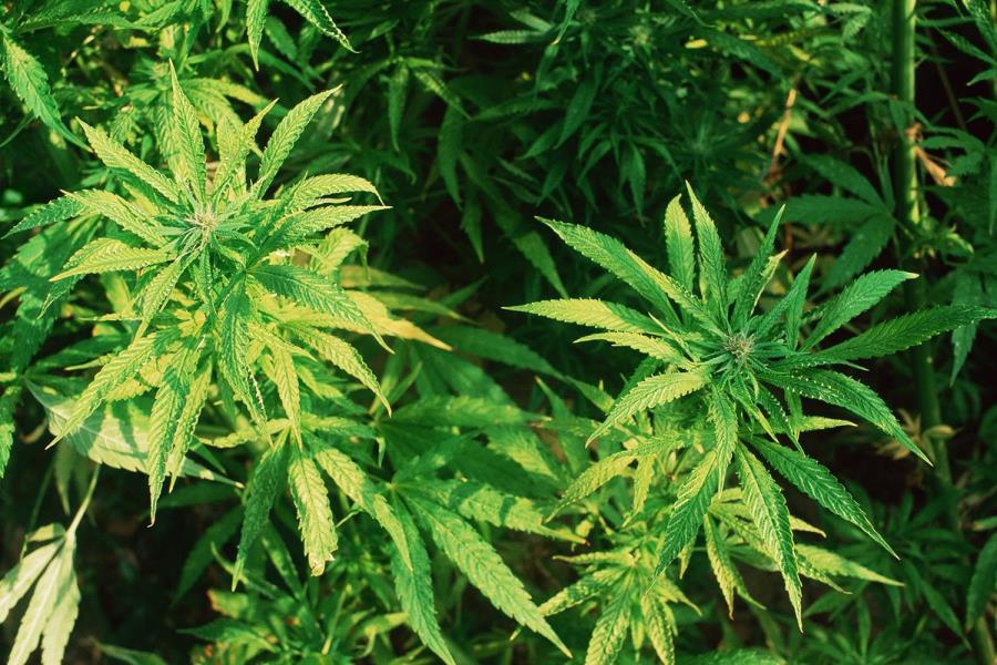 cannabis-plant.jpg